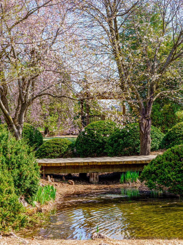 Walk Bridge Beneath Cherry Blossoms