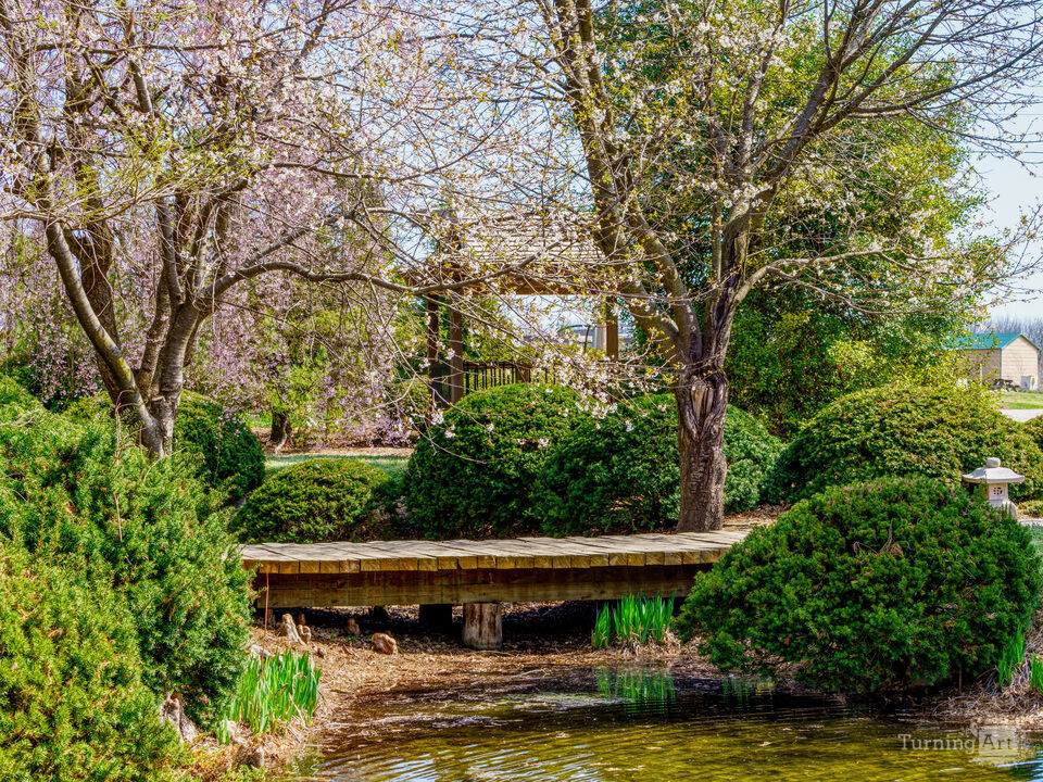 Pink Canopy Over Garden Bridge