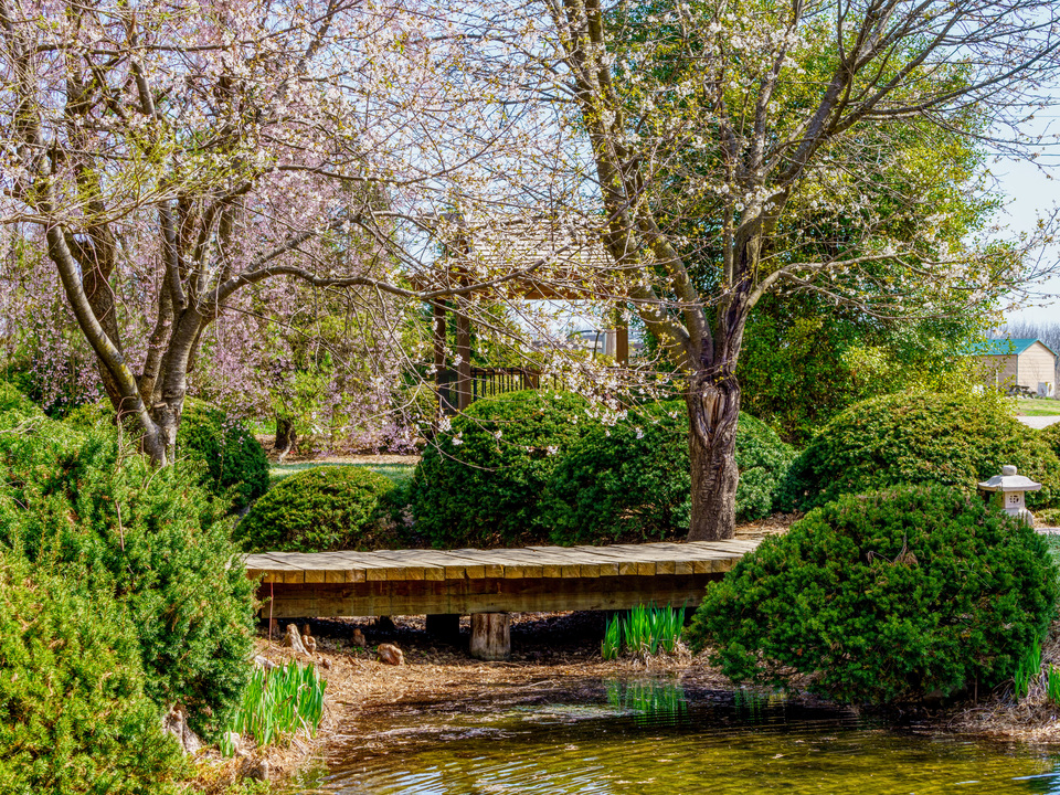 Pink Canopy Over Garden Bridge