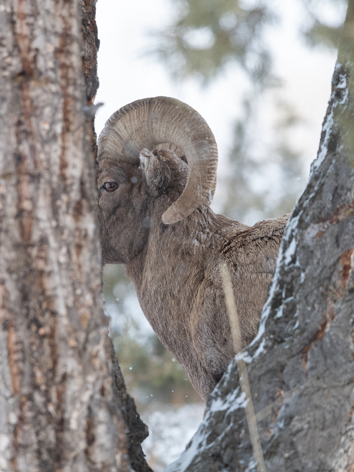 Hidden in Plain Sight