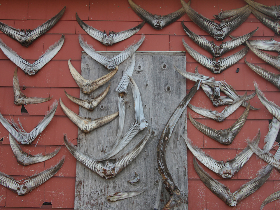 Drying Tuna Fins