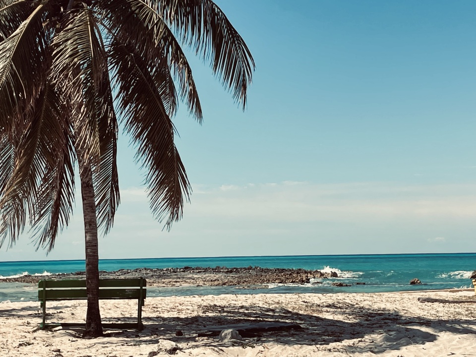 Palms and Turquoise Water