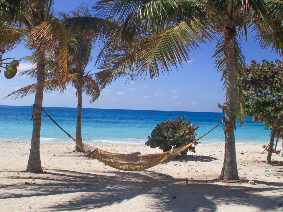 Hammock Between the Palms