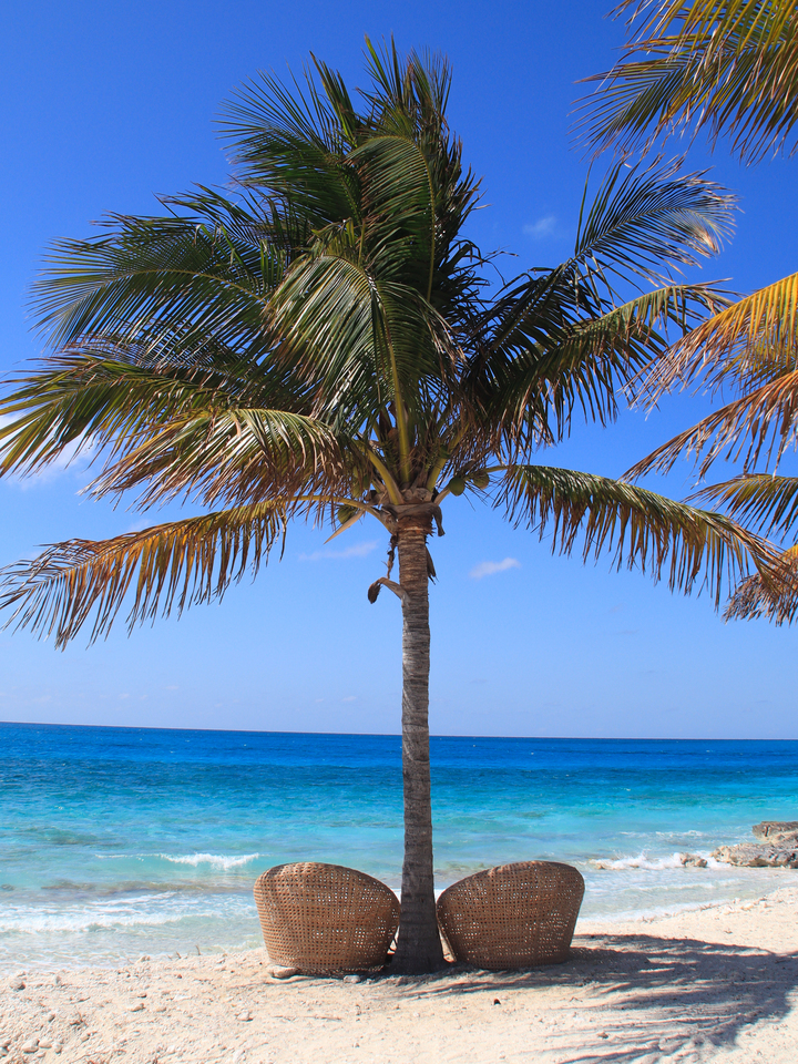Palm and Ocean Horizon