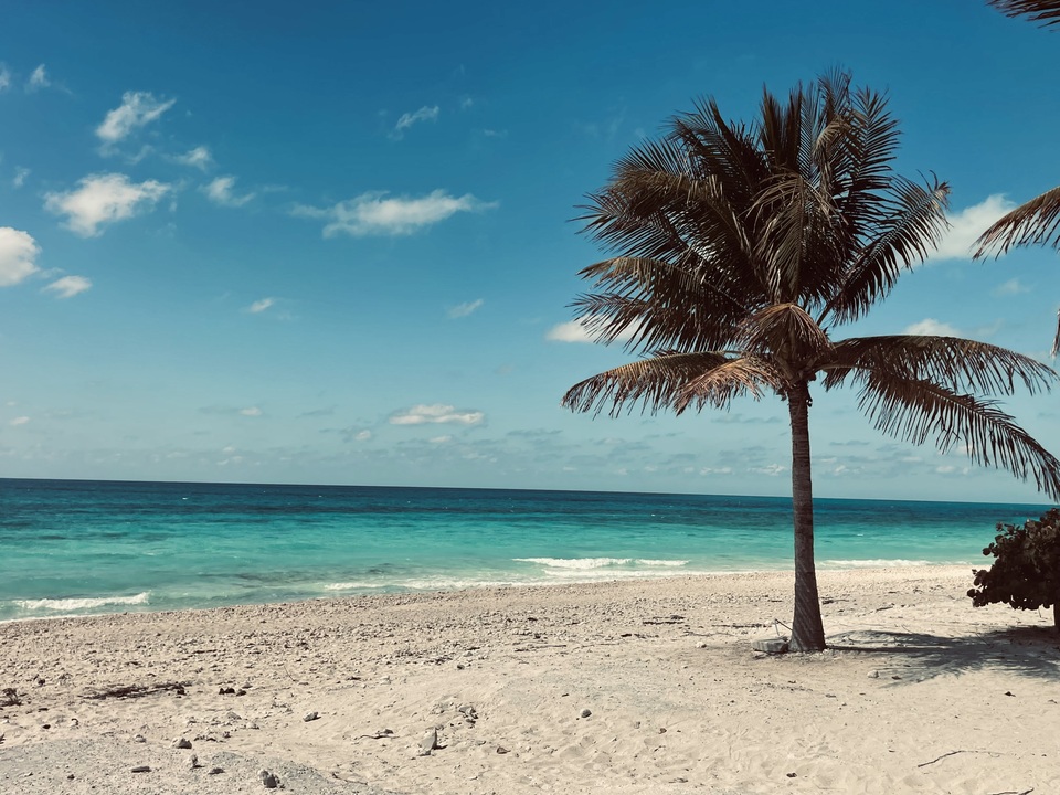 Palm Tree & Blue Sky