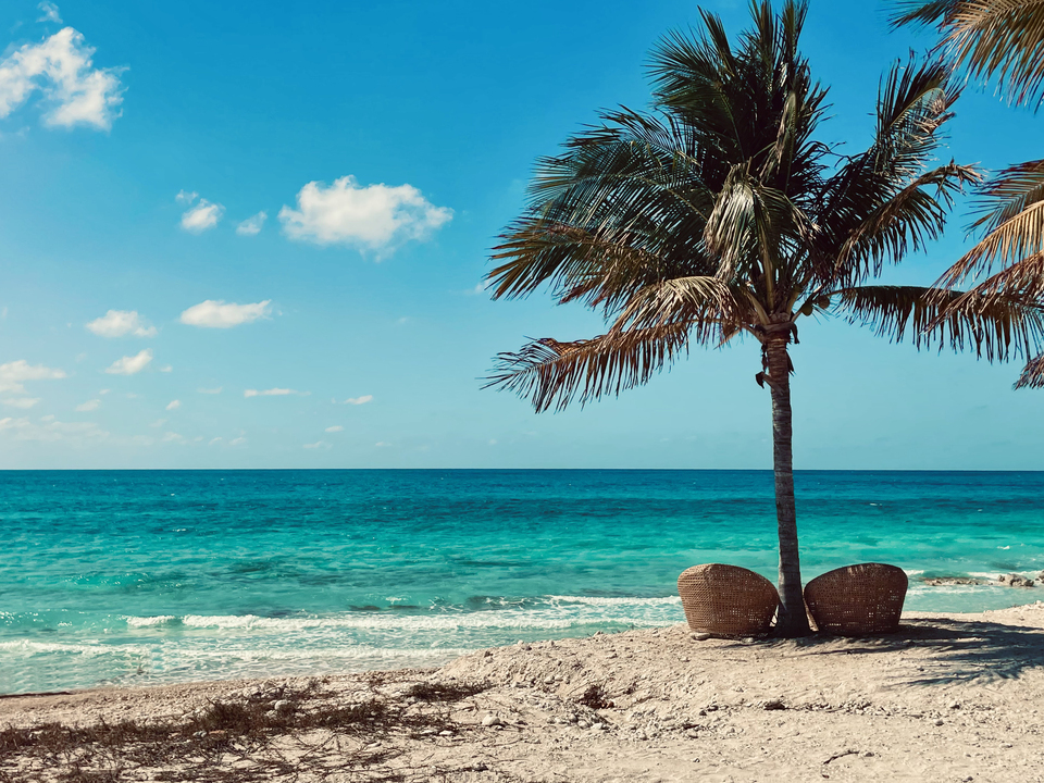Two Chairs Beneath a Quiet Palm Tree