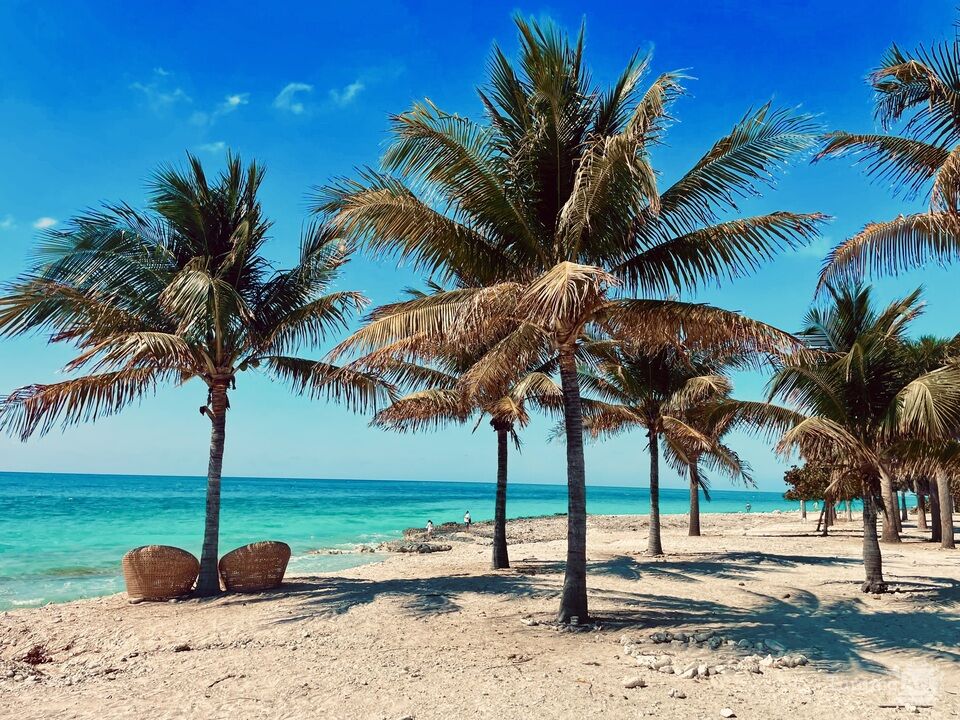 Palms Along the Shore at Ocean Cay