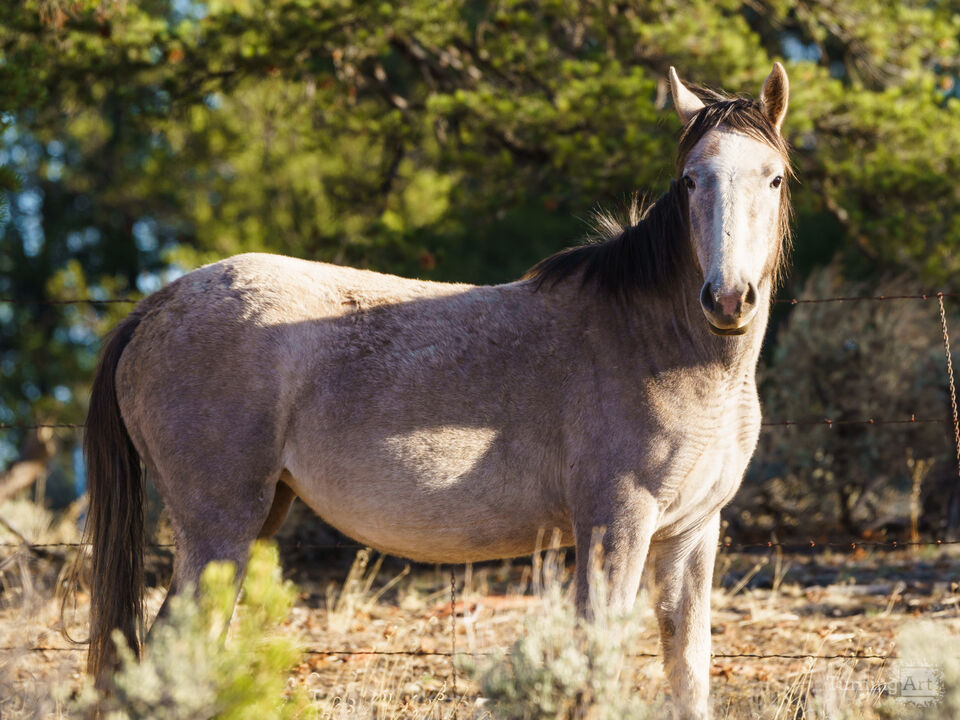 Free Range Gray Horse Arizona