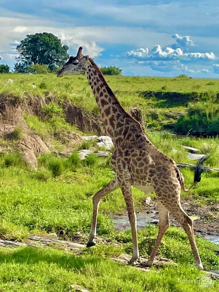 Giraffe Crossing the Maasai Mara