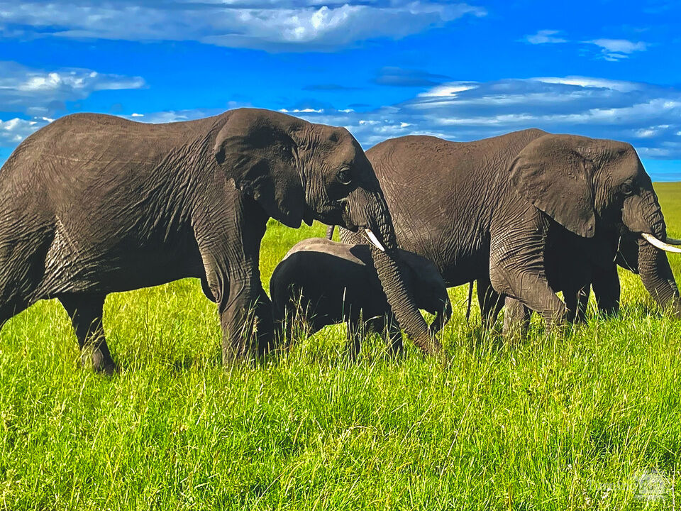 Elephant Family on the Savanna