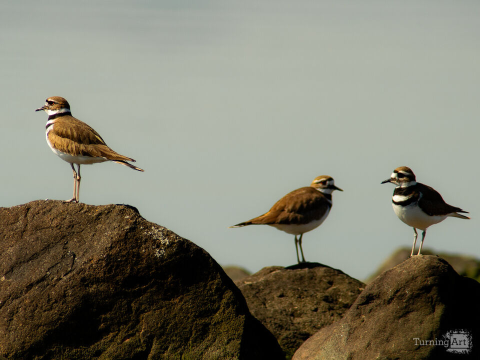 3 Killdeer