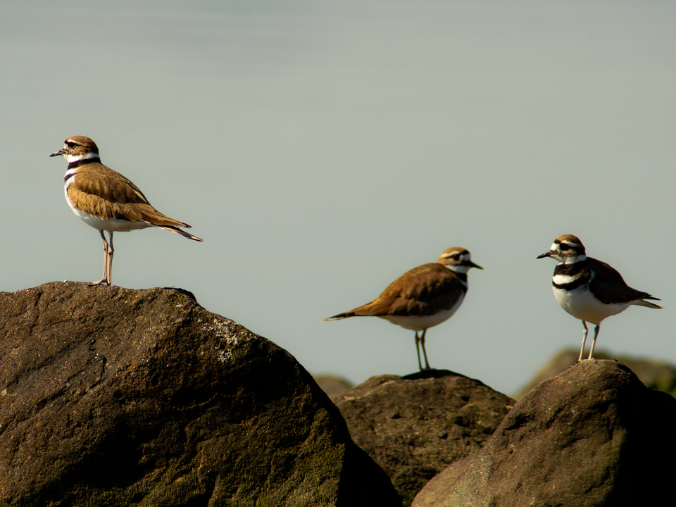 3 Killdeer