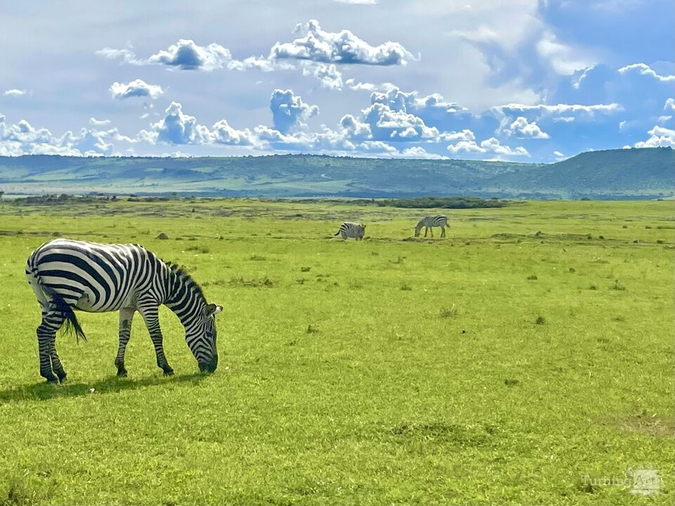 Zebras on the Maasai Mara Plains