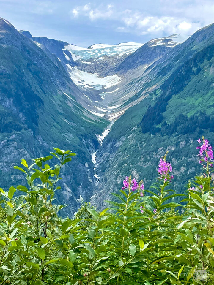 Wildflowers Above Salmon Glacier
