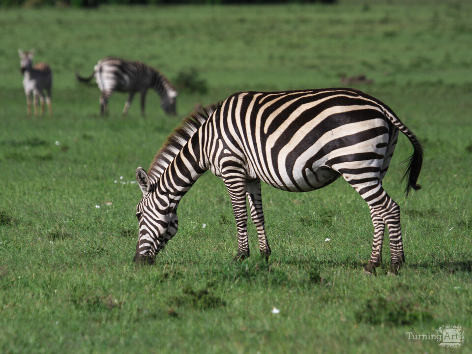 Zebra Grazing on the Savanna