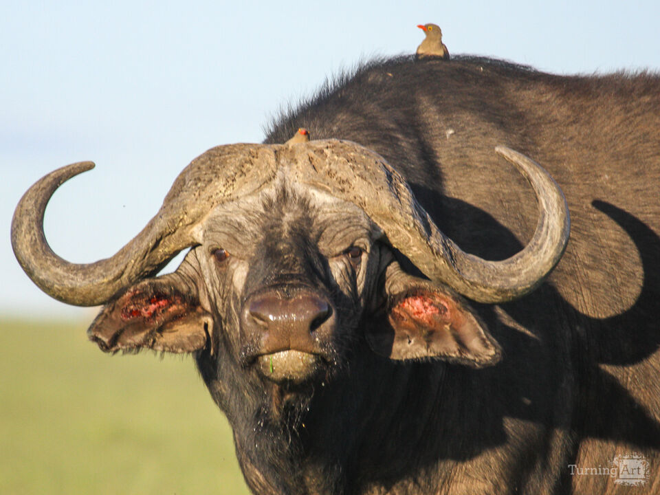 African Buffalo Portrait