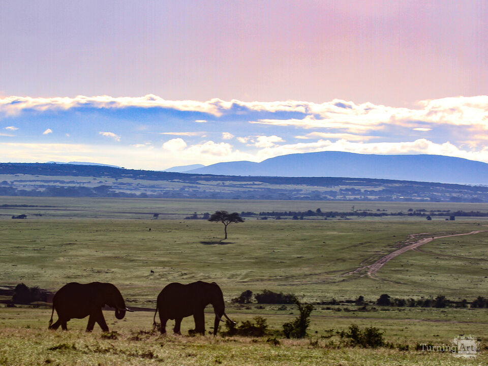 Herd on the Maasai Mara Plains