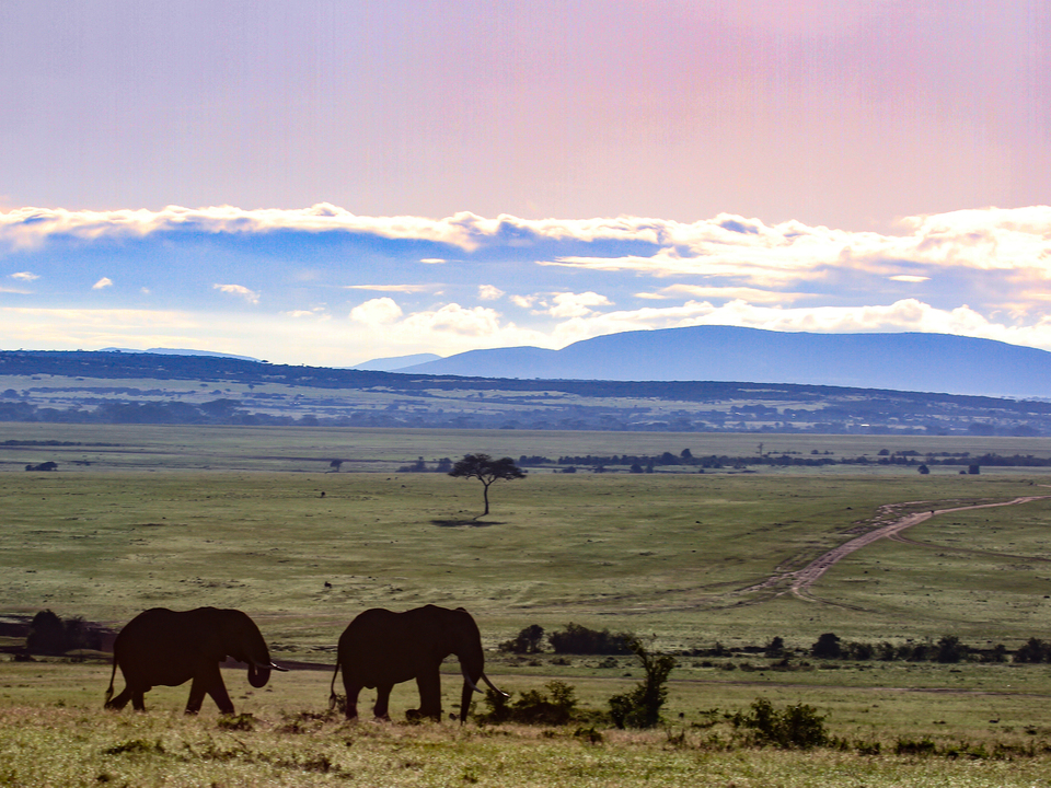 Herd on the Maasai Mara Plains