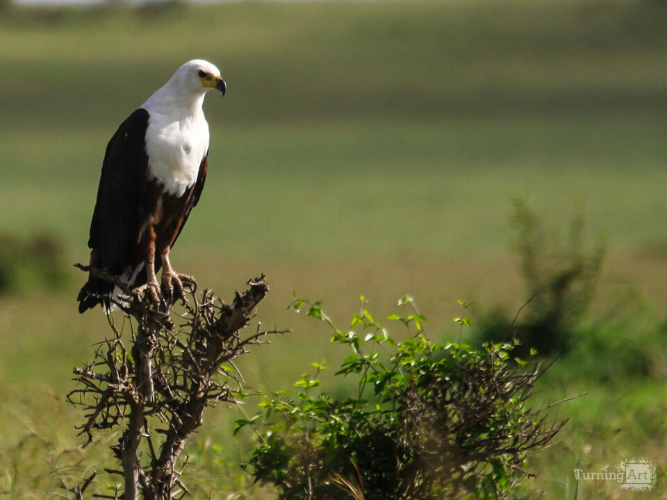 Bird of Prey on the Savanna