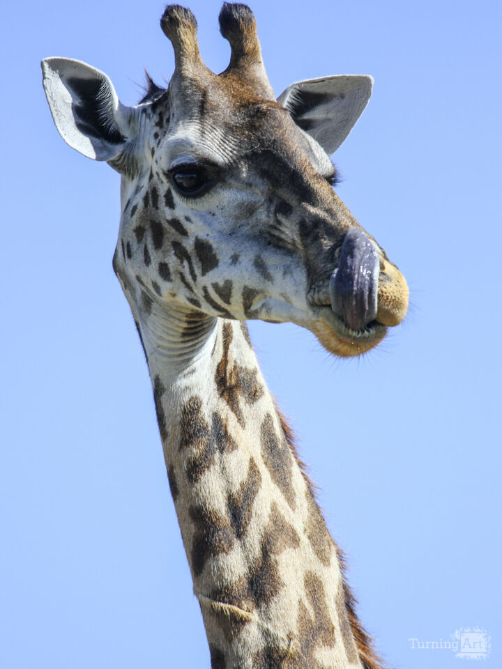 Giraffe Portrait on the Savanna