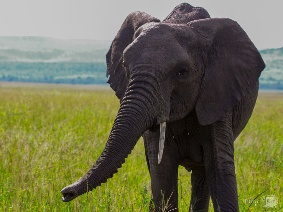 African Elephant in Maasai Mara
