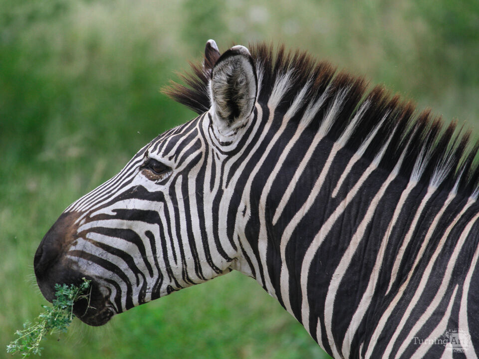 Zebra Portrait in the Maasai Mara