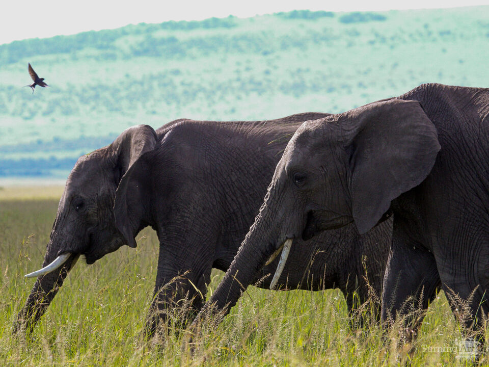 Elephants on the Maasai Mara Plains