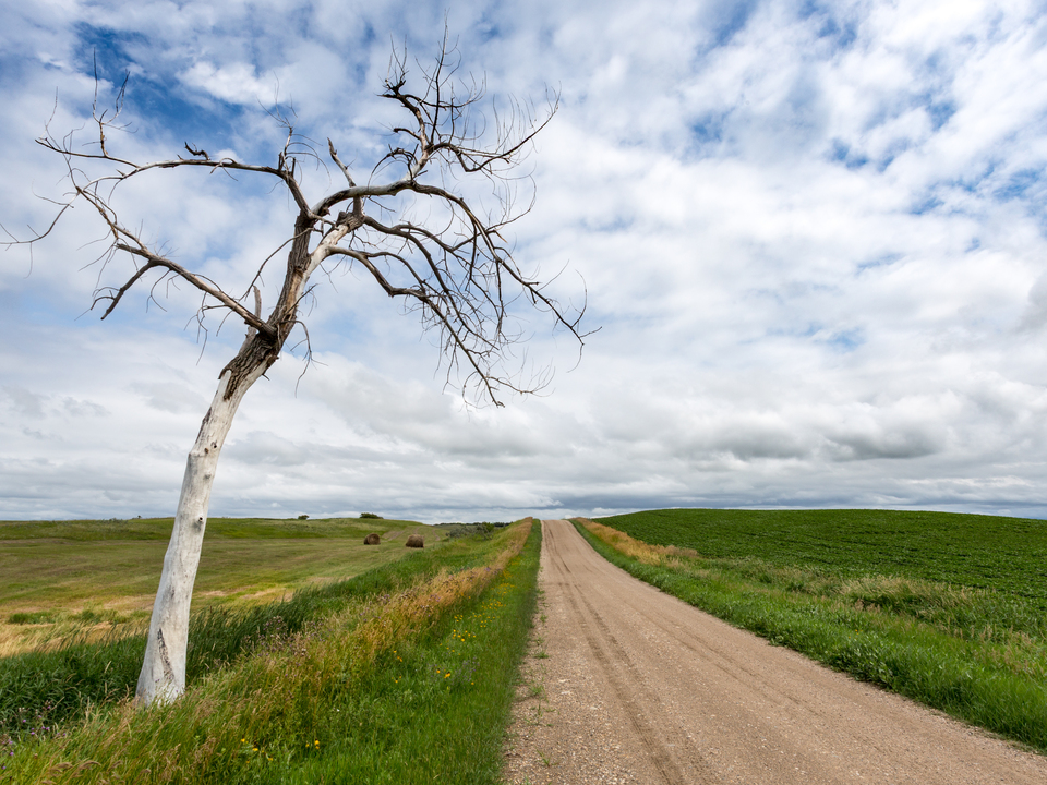 Lone North Dakota Tree