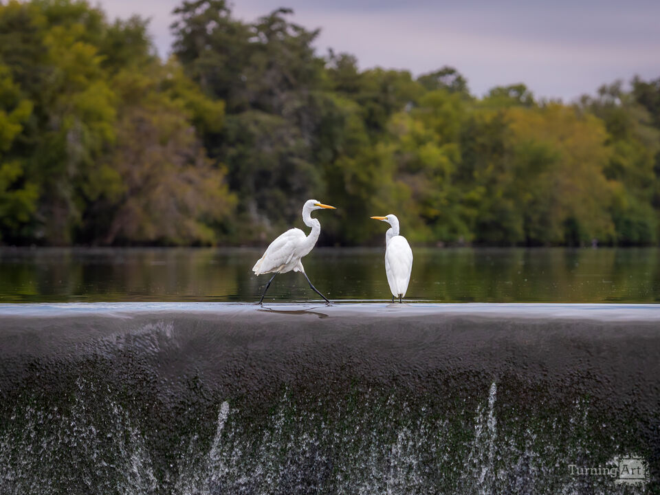 Egrets Echo Lake Stroll