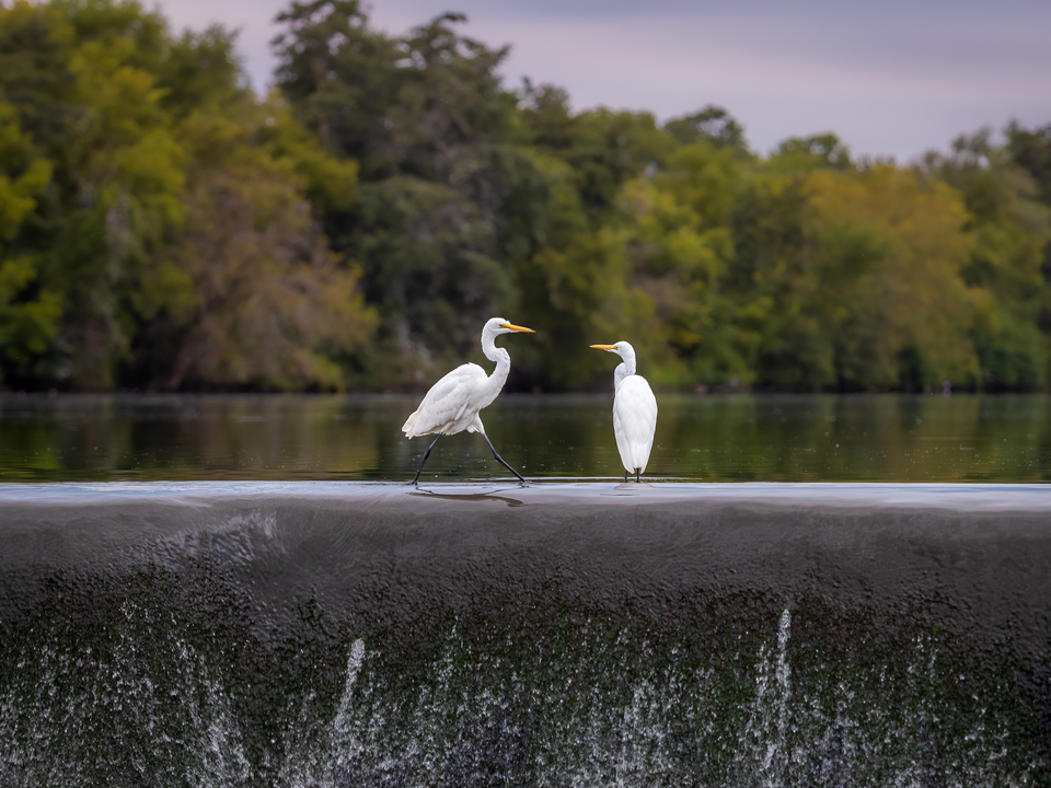 Egrets Echo Lake Stroll
