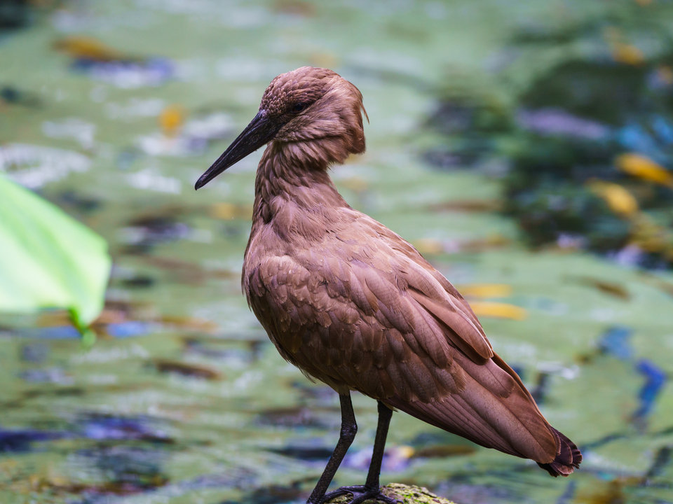 Hamerkop Wading Bird