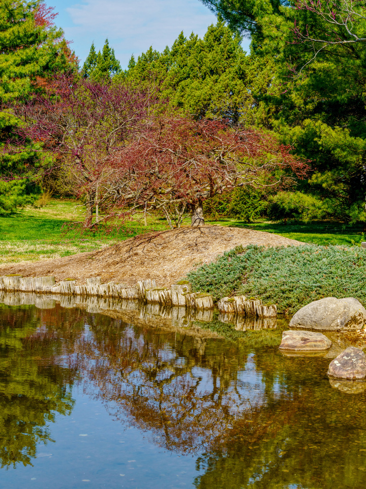 Japanese Maple Tree Spring Reflections