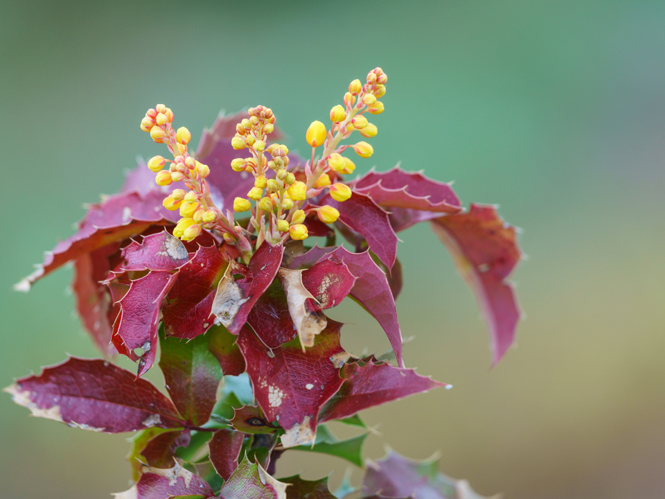 Oregon Grape Plant Buds