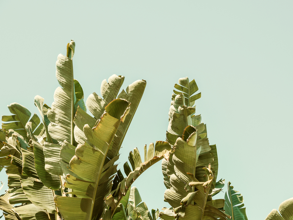 California Green