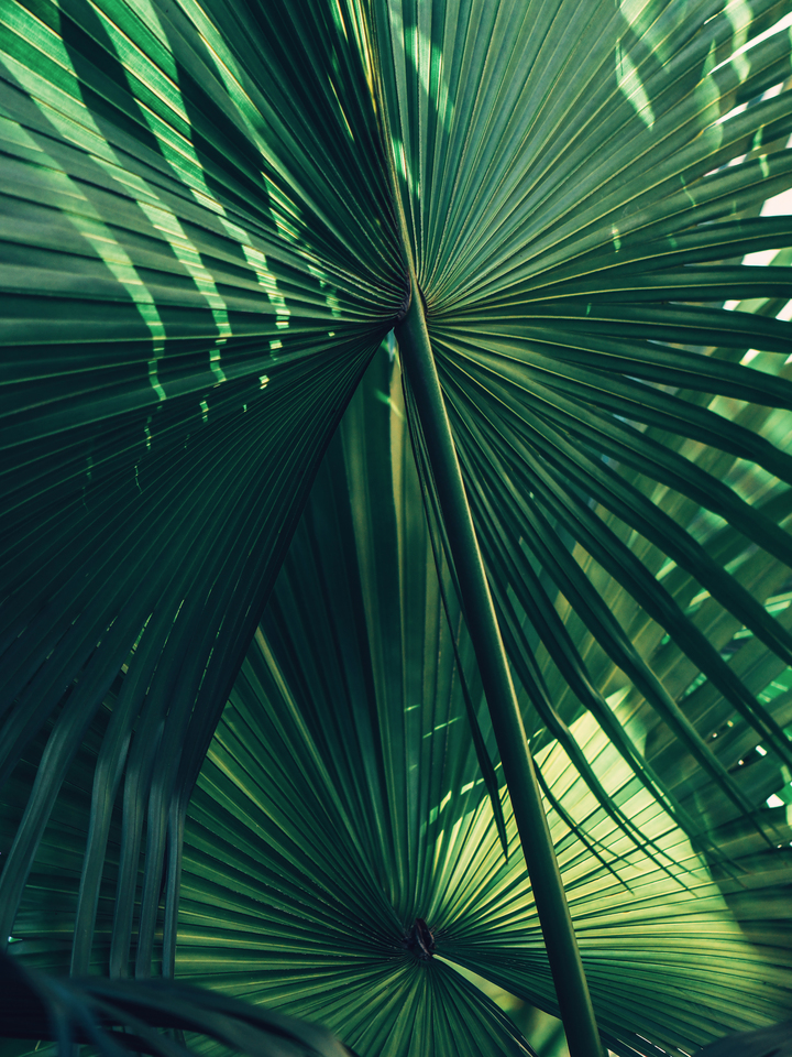 Everything Was Green #1