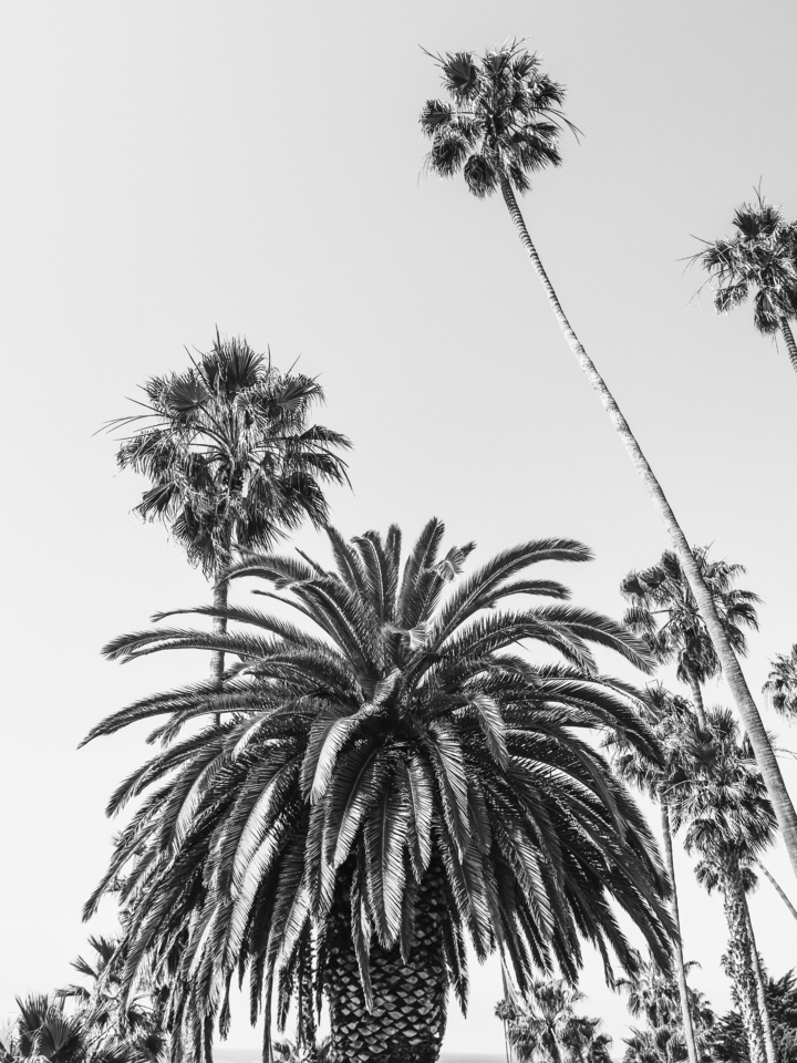 California Palms 