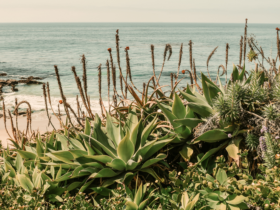 Coastal Agave