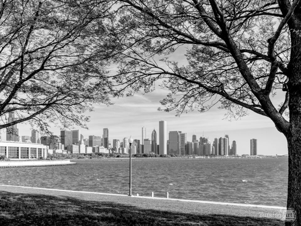 Windy City View Between Trees Grayscale
