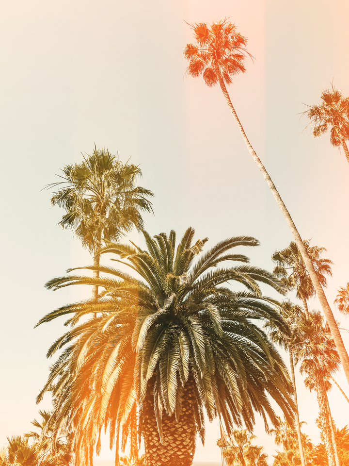 California Palms