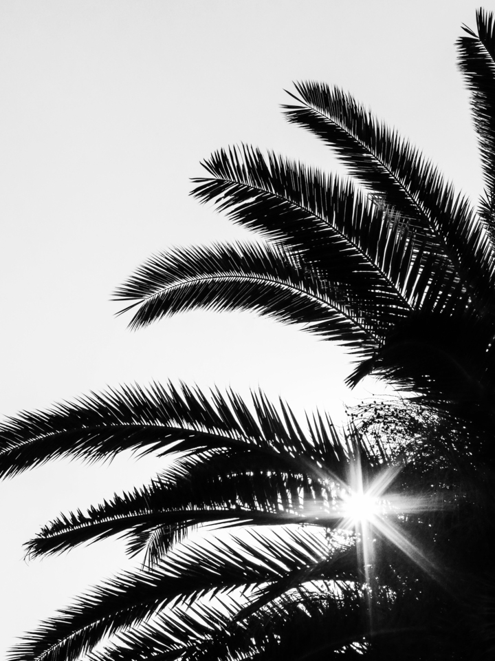 Sun Spark