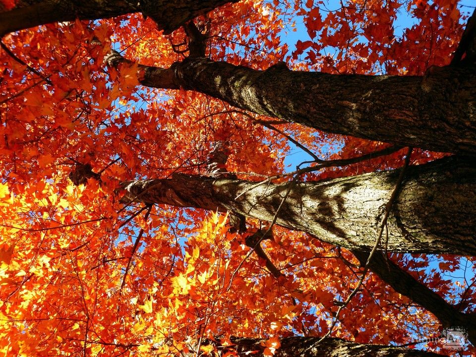 fall colors are looking up