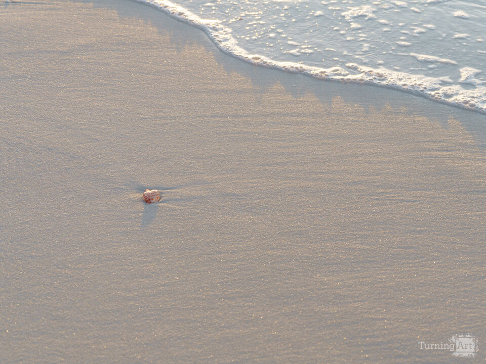 Lone Seashell In Morning Light
