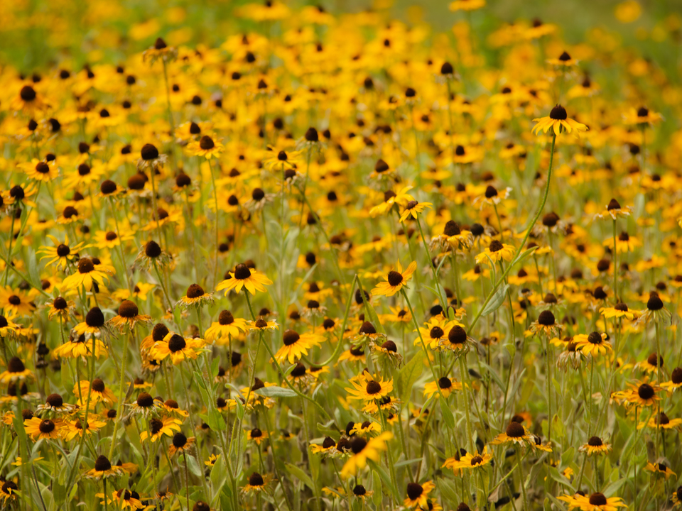 Field of Daisies