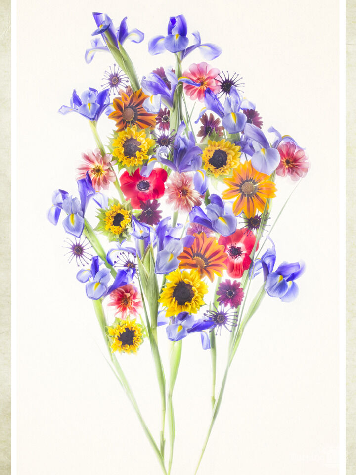 Arrangement (Bouquet)