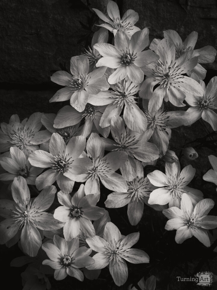 Clematis