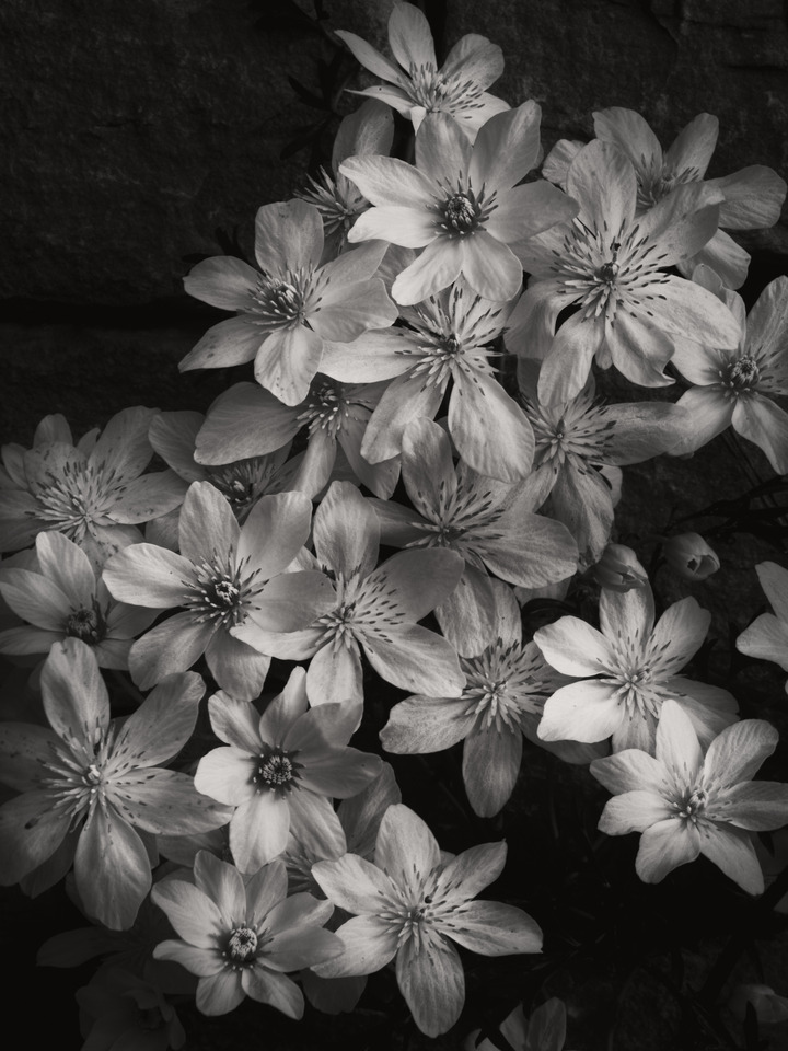 Clematis