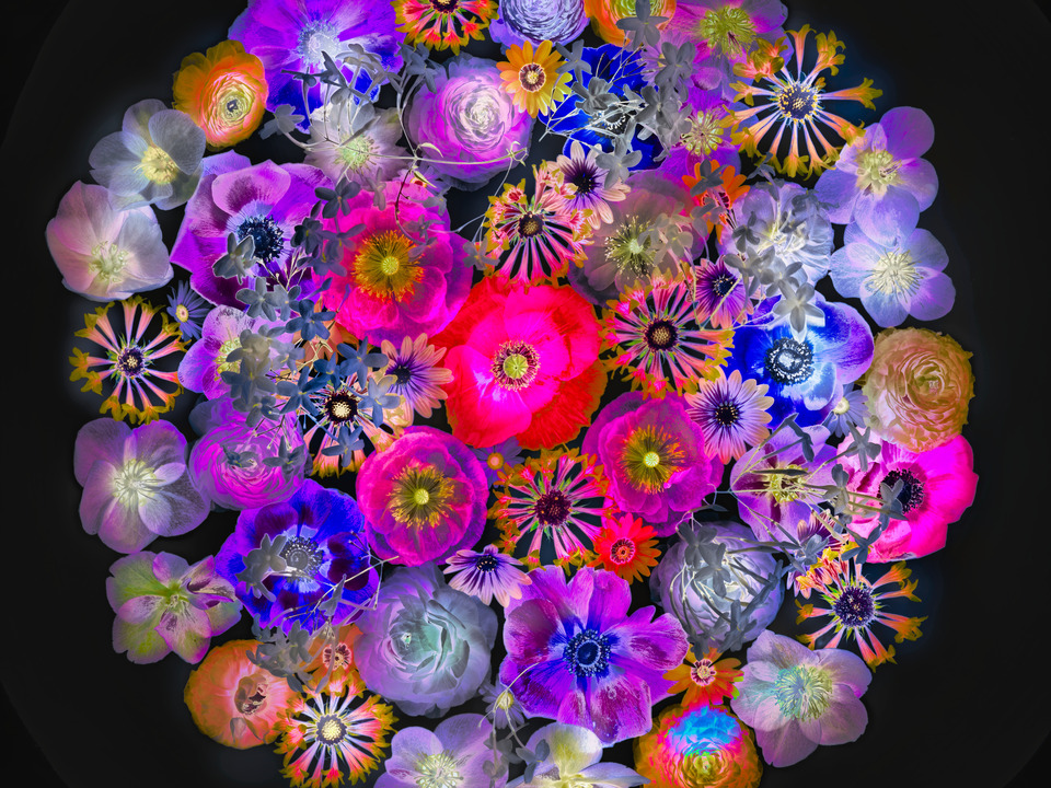 Floral World (LAB)