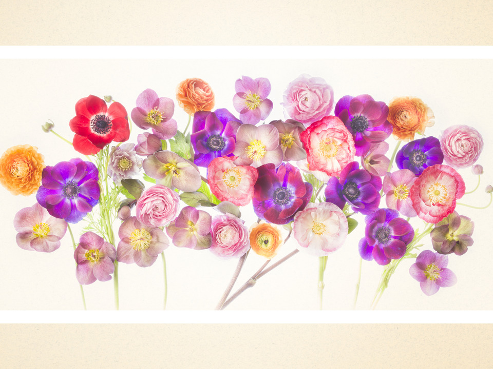 Parade of Flowers