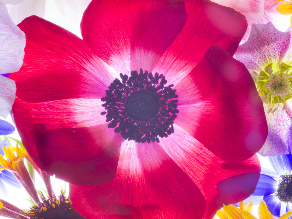Red red Anemone