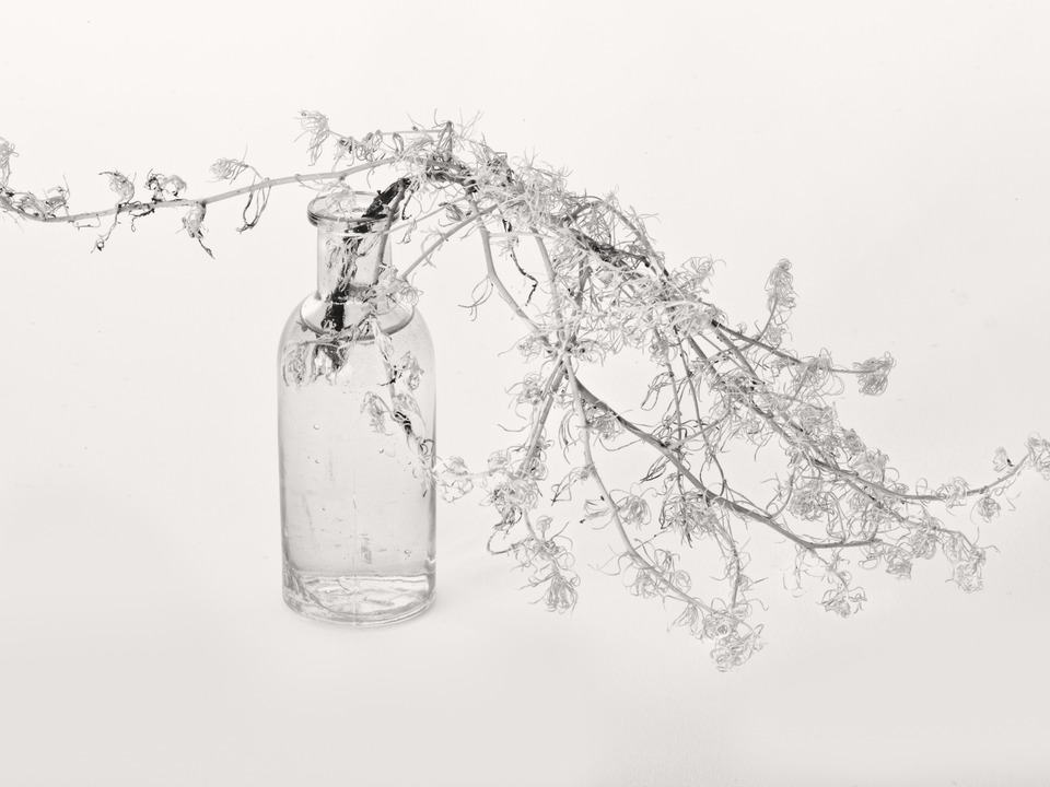 Untitled (White Background)